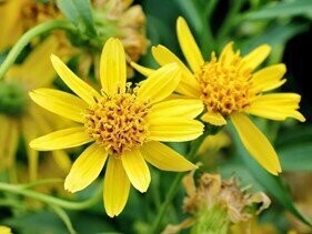 Arnica composta (arnica 10%, imperatoria 15%)